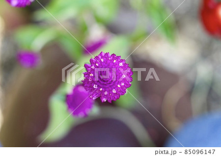 千日紅の花 千日紅の花 85096147