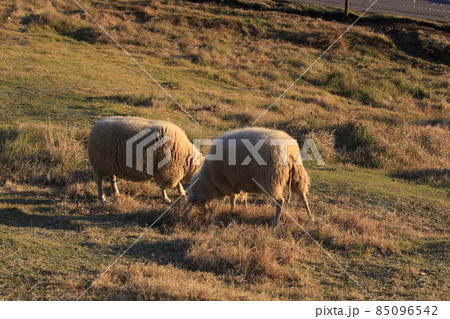 夕焼けのカントリーサイド 85096542