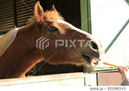 馬のエサやり体験 85096543