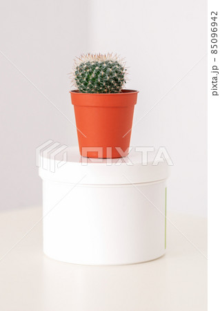 White jar with cactus in little pot on the white table against a white background with copy space. Depilation concept. White jar with cactus in little pot on the white table against a white background with copy space. Depilation concept. 85096942