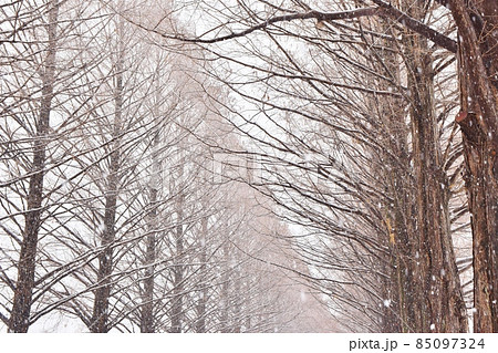 牡丹雪の降るマキノのメタセコイア並木　滋賀 85097324