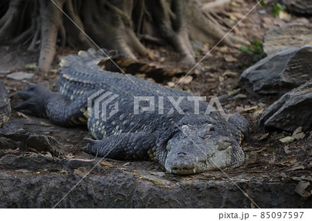 Close up crocodile is action show head in garden 85097597