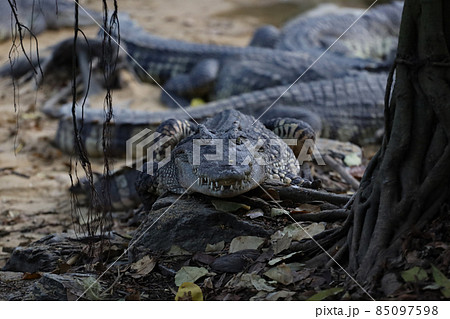 Close up crocodile is action show head in garden 85097598
