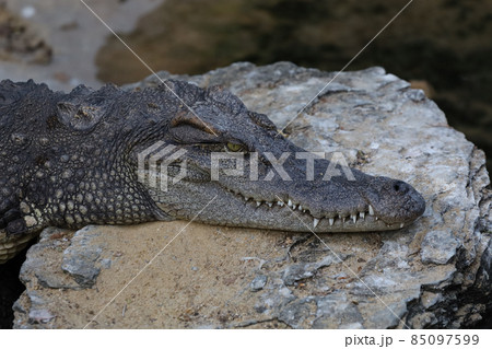 Close up crocodile is action show head in garden Close up crocodile is action show head in garden 85097599