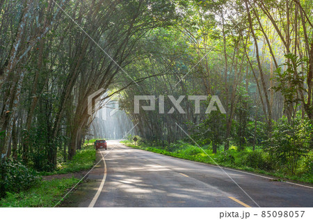 Road in para rubber tree, latex rubber plantation and tree rubber garden Road in para rubber tree, latex rubber plantation and tree rubber garden 85098057