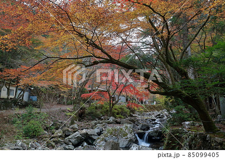 紅葉の時期のくらがり渓谷(愛知県 岡崎市） 85099405