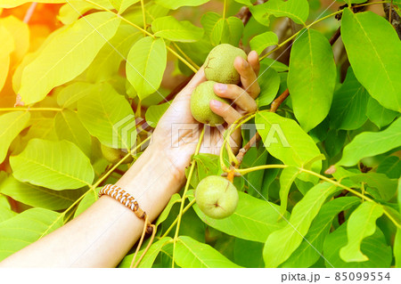 Walnut is the nut of any tree of the genus Juglans Family Juglandaceae, Juglans regia. Walnut is the nut of any tree of the genus Juglans Family Juglandaceae, Juglans regia. 85099554