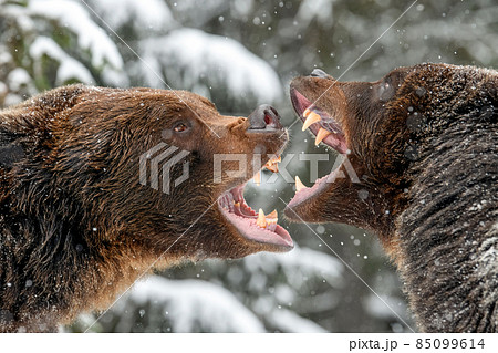 Close-up two angry brown bear fight in winter forest 85099614