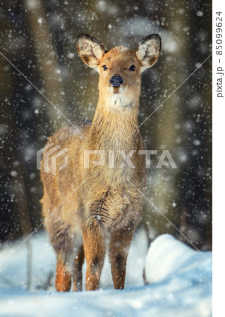 Female Roe deer portrait in the winter forest. Animal in natural habitat Female Roe deer portrait in the winter forest. Animal in natural habitat 85099624