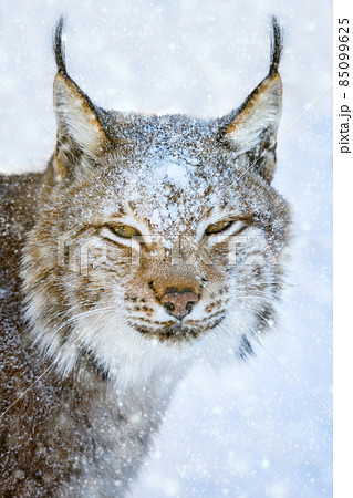Lynx portrait in the snow. Wildlife scene from winter nature Lynx portrait in the snow. Wildlife scene from winter nature 85099625