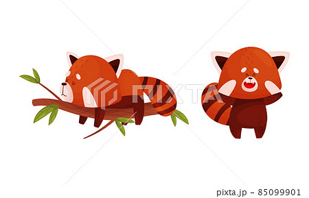 Red panda in different actions set. Cute wild animal character sleeping on tree branch and having fun vector illustration 85099901