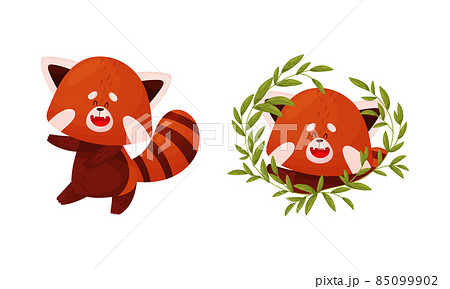 Red panda set. Cute happy wild animal character in different actions vector illustration 85099902