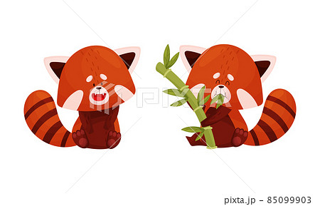 Red panda set. Cute wild animal character eating bamboo vector illustration 85099903