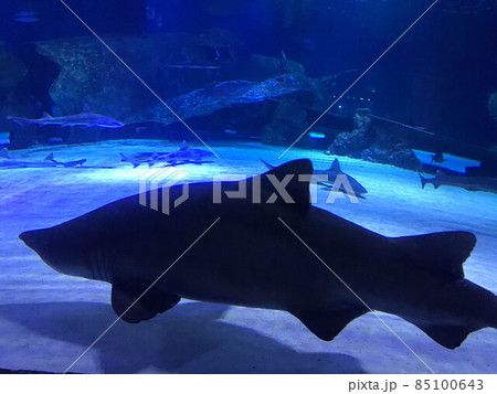 Photo of a tropical fish on a coral reef in Dubai aquarium Photo of a tropical fish on a coral reef in Dubai aquarium 85100643