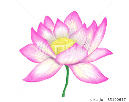 Indian Lotus 85100657