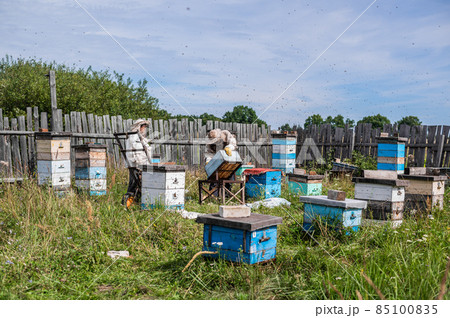 Bee master on apiary. Man in protective hat works with beehive. Beekeeper examining bees on a bee farm on green nature background. 85100835
