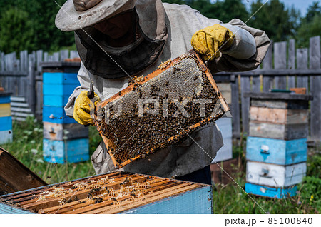 Close-up shot of beekeeper showing honeycomb frame with working bees making honey. Apiculture. Natural product. Beeswax. Bee farm. 85100840