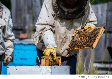 The Hands of the Beekeeper are Carefully Inserted Honey Frame into the Hive After Examination. The Frame is Full of Honey. There are a Lot of Bees on the Frame. The Hands of the Beekeeper are Carefully Inserted Honey Frame into the Hive After Examination. The Frame is Full of Honey. There are a Lot of Bees on the Frame. 85100871
