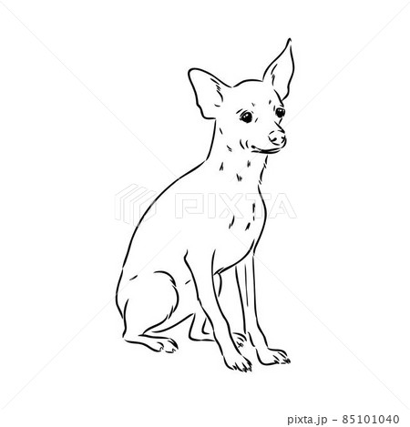 dog russian toy terrier hand drawn vector llustration realistic sketch dog russian toy terrier hand drawn vector llustration realistic sketch 85101040