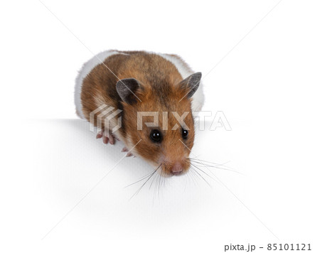 Syrian or golden hamster on white background Syrian or golden hamster on white background 85101121