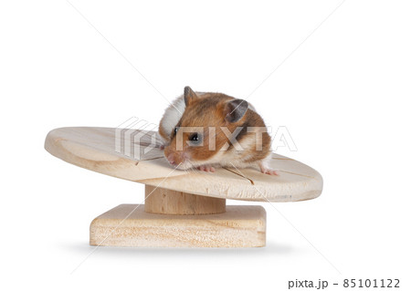 Syrian or golden hamster on white background 85101122