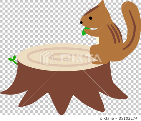 Squirrel eating on a sprouting stump Squirrel eating on a sprouting stump 85102174