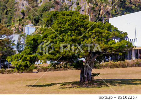A naturally round and green-leaved tree, stands solemnly in the baking afternoon sun. 85102257