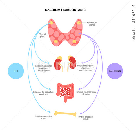 calcium homeostasis diagram calcium homeostasis diagram 85102516