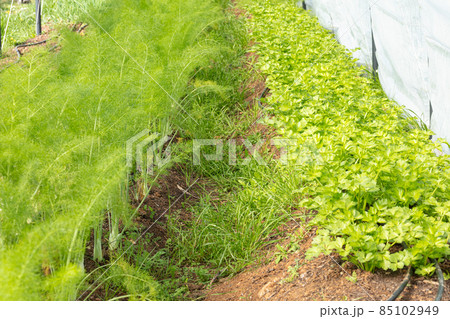 fennel growing in a greenhouse fennel growing in a greenhouse 85102949