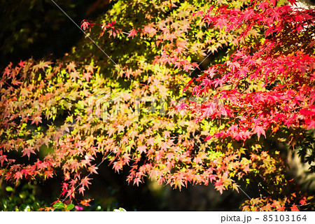 藺牟田池の紅葉 藺牟田池の紅葉 85103164