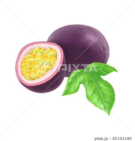 手描きのパッションフルーツのイラスト 85103180