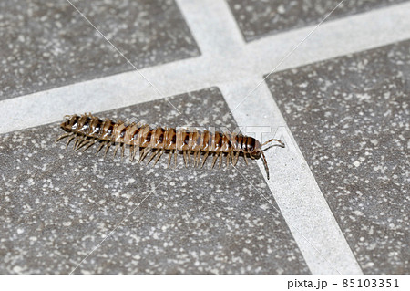 ヤスデ類 ヤスデ類 85103351