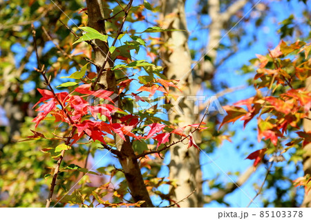 トウカエデ紅葉 トウカエデ紅葉 85103378