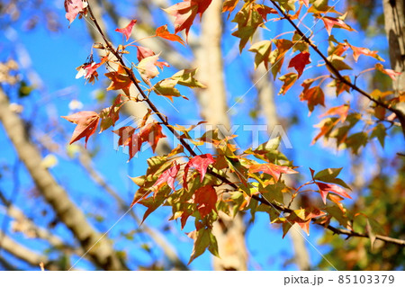 トウカエデ紅葉 トウカエデ紅葉 85103379
