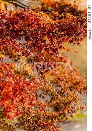 【秋】紅葉・もみじ狩り【季節】 【秋】紅葉・もみじ狩り【季節】 85103489