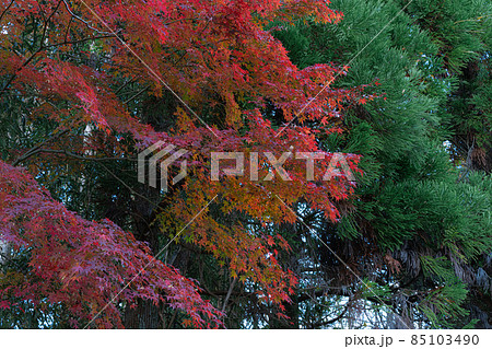 【秋】紅葉・もみじ狩り【季節】 【秋】紅葉・もみじ狩り【季節】 85103490