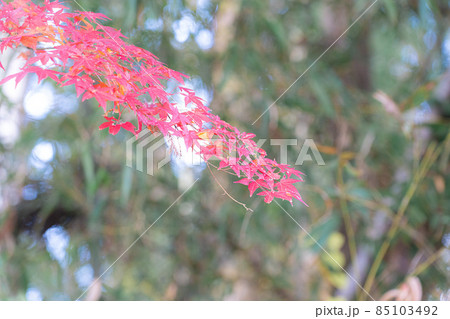 【秋】紅葉・もみじ狩り【季節】 【秋】紅葉・もみじ狩り【季節】 85103492