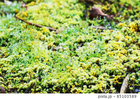阿寒湖畔のボッケ周辺のコケ 北海道 阿寒湖畔のボッケ周辺のコケ 北海道 85103589