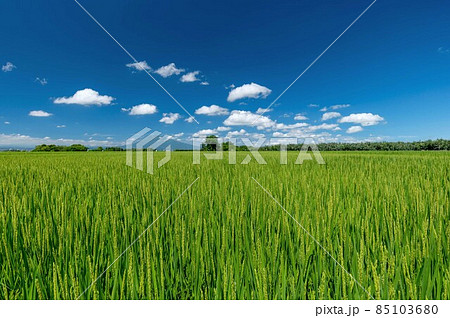 【青森県津軽平野】津軽富士岩木山と津軽平野の水田 【青森県津軽平野】津軽富士岩木山と津軽平野の水田 85103680