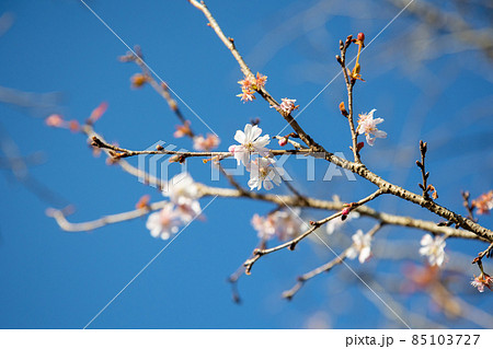 青空と冬桜 館林市つつじが丘公園 青空と冬桜 館林市つつじが丘公園 85103727