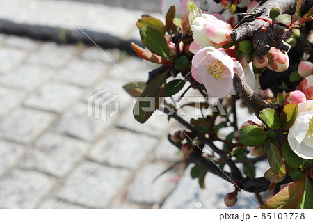 ボケの花 5 白 ボケの花 5 白 85103728