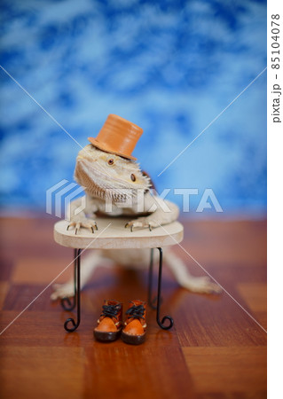 写真素材 フトアゴヒゲトカゲ 写真素材 フトアゴヒゲトカゲ 85104078