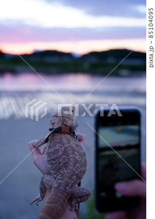 写真素材 フトアゴヒゲトカゲ 写真素材 フトアゴヒゲトカゲ 85104095