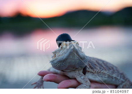 写真素材　フトアゴヒゲトカゲ 85104097