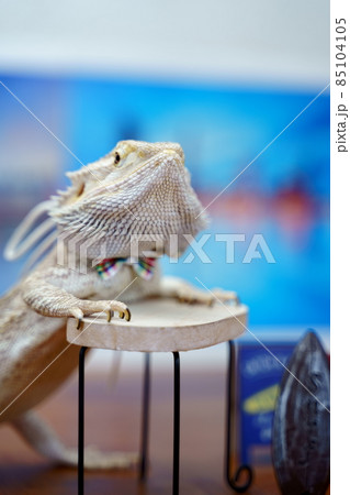 写真素材 フトアゴヒゲトカゲ 写真素材 フトアゴヒゲトカゲ 85104105