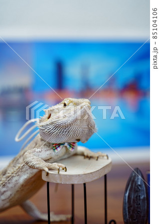 写真素材 フトアゴヒゲトカゲ 写真素材 フトアゴヒゲトカゲ 85104106