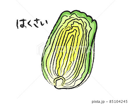 白菜の手描きイラストのイラスト素材