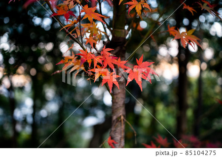 【秋】もみじ狩り・紅葉【季節】 【秋】もみじ狩り・紅葉【季節】 85104275