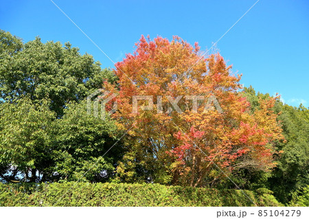 トウカエデ紅葉 トウカエデ紅葉 85104279