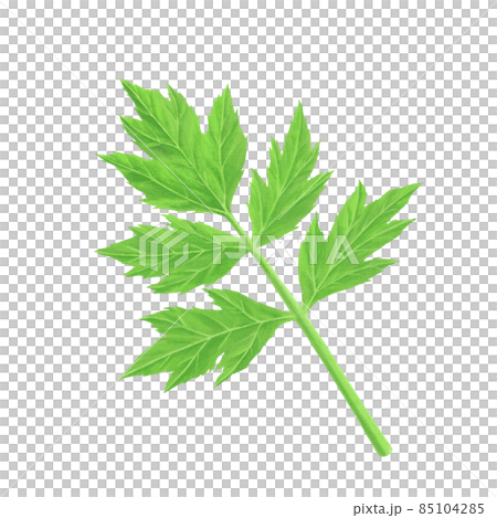 明天的樹葉手繪插畫 85104285